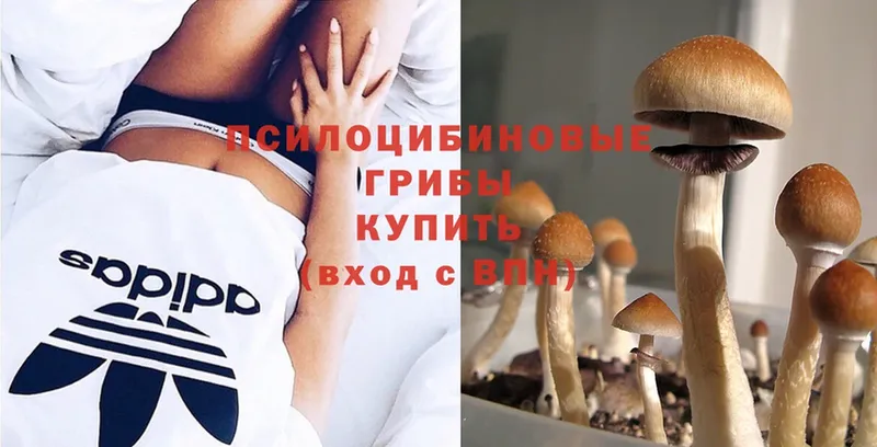 сколько стоит  Петушки  Псилоцибиновые грибы Magic Shrooms 